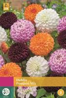 Dahlia Pompon Mix gemengd 3 bloembollen Dahlia JUB - Jub