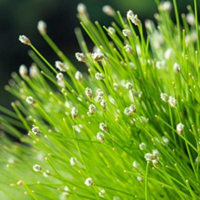 Moerings Scirpus cernuus - Naaldgras