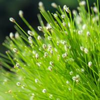 Moerings Scirpus cernuus - Naaldgras