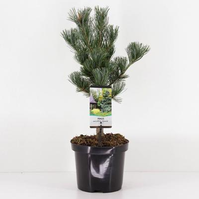 Pinus parviflora glauca - Warentuin natuurlijk