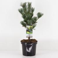 Pinus parviflora glauca - Warentuin natuurlijk
