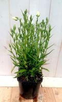 Campanula staand wit - Warentuin natuurlijk