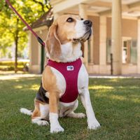 Curli Vest Harness Clasp Air-Mesh - Fuchsia - M - thumbnail