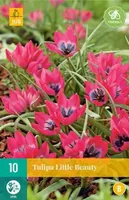 X 10 Tulipa Little Beauty