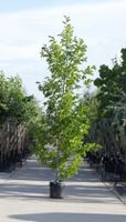 Beverboom laagstam Magnolia kobus h 250 cm - Warentuin Natuurlijk