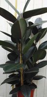Kamerplant Ficus elastica robusta 100 cm - Warentuin Natuurlijk - thumbnail