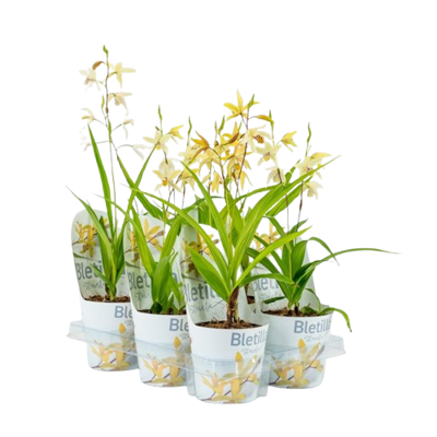 Bletilla geel 12 cm incl. potcover Bletilla geel 12 cm incl. potcover