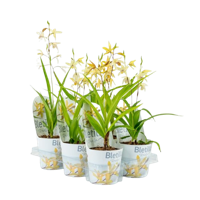 Bletilla geel 12 cm incl. potcover
