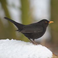 Merelpakket - zelf samenstellen