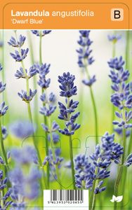 Vips Lavandula angustifolia Dwarf Blue - Lavendel