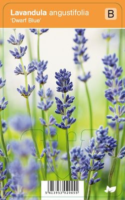 Vips Lavandula angustifolia Dwarf Blue - Lavendel