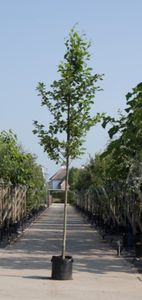 Gewone els Alnus glutinosa h 350 cm st. omtrek 12 cm - Warentuin Natuurlijk