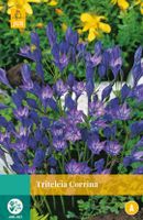 Triteleia Corrina Bloembol JUB 25 bollen - Jub