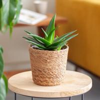 Haworthia West Jogo - Sterplant - P12 Haworthia West Jogo - Sterplant - P12