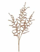 Asparagus metallic koper