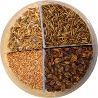 Pond Pro Natuur Mix Koisnack - Emmer 5L met Gammarus, Garnalen, Zijderupsen & Meelwormen