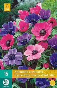 X 15 Anemone cor. Paars/Roze mix