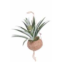 Kokodama Ananasplant P 17 cm