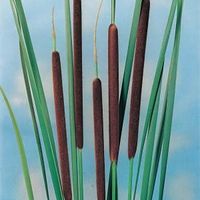 Kleine lisdodde (Typha angustifolia) moerasplant - 6 stuks