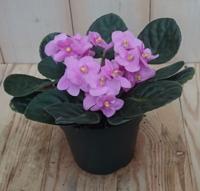 2 stuks! Kamerplant Kaaps viool roze - Warentuin natuurlijk