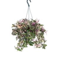 Hangplant Tradescantia Rainbow Hill - P 18 cm