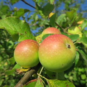 Schone van Boskoop appel