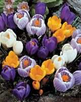 Krokus Grootbloemig Mix (XL-verpakking) Krokus Grootbloemig Mix (XL-verpakking)