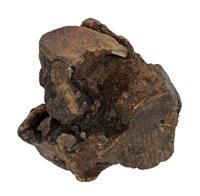 DOG WOODZZZ KAUWWORTEL MET OLIJFOLIE