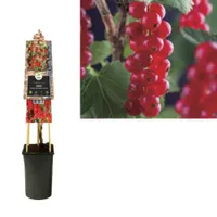 Klimplant Ribes rubrum Jonkheer van Tets - Sierbes - thumbnail