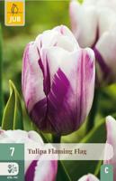 Tulp flaming flag 7 bollen - thumbnail