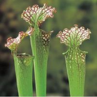 Amerikaanse bekerplant (Sarracenia farnhamii) moerasplant - 6 stuks - thumbnail