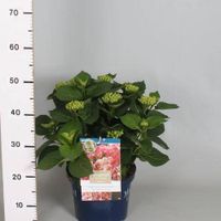 Hortensia
