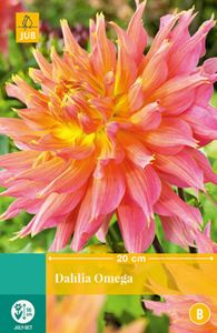 Dahlia Omega 1 bol - Jub