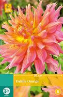 Dahlia Omega 1 bol - Jub