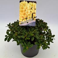 Dwergrhododendron