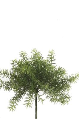 Asparagus Bush Lt Green - Emerald