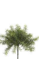 Asparagus Bush Lt Green - Emerald