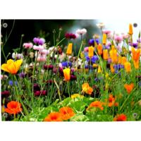 Tuinposter Tuin 1 - Pillow Buddies
