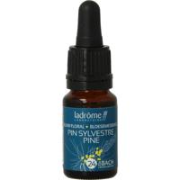 Ladrome Pine / Den 24 bio