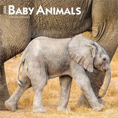 Baby Animals Kalender 2026