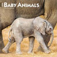 Baby Animals Kalender 2026