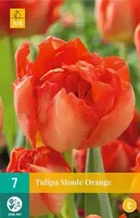 X 7 Tulipa Monte Orange - thumbnail