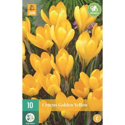 Krokus golden yellow 10 bollen