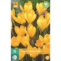 Krokus golden yellow 10 bollen