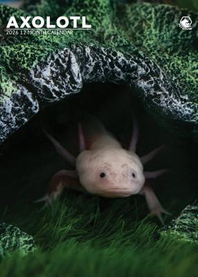 Axolotl A3 Kalender 2026
