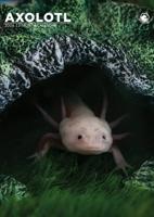 Axolotl A3 Kalender 2026