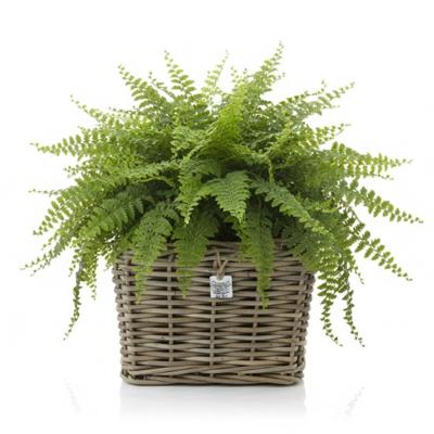 Planten/bloemen mand - vierkant - rotan - gevlochten riet - 31 x 31 x 24 cm - drypot