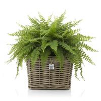 Planten/bloemen mand - vierkant - rotan - gevlochten riet - 31 x 31 x 24 cm - drypot