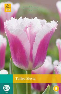 Tulipa Siesta, 5 bloembollen - Jub