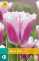 Tulipa Siesta, 5 bloembollen - Jub